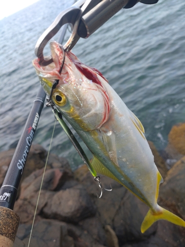 ワカシの釣果