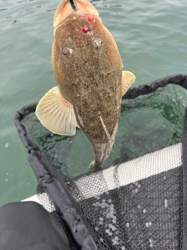 コチの釣果