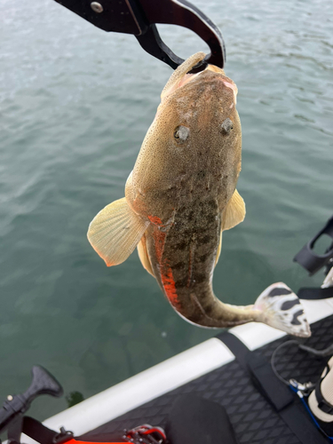 コチの釣果