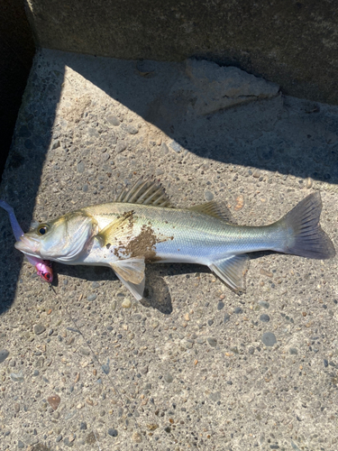 スズキの釣果