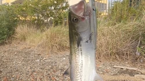 サゴシの釣果