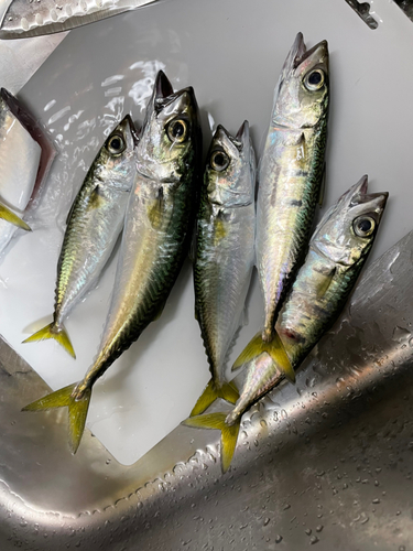 マサバの釣果