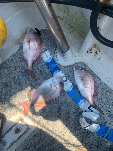 マダイの釣果