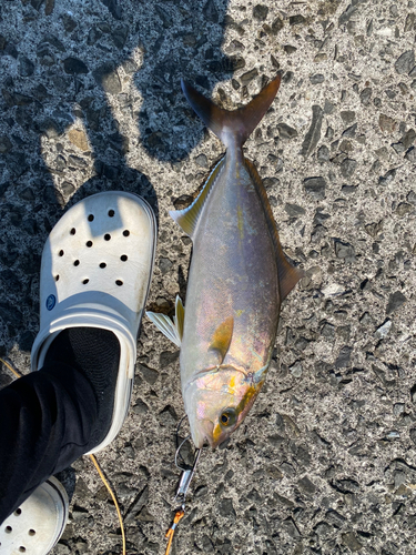 ネリゴの釣果