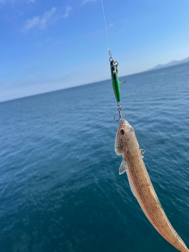 エソの釣果