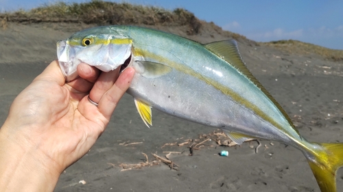 フクラギの釣果