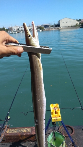 ハモの釣果