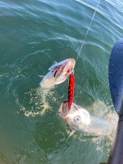 サバの釣果