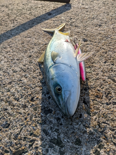 ネリゴの釣果