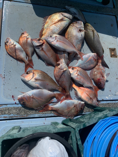 マダイの釣果