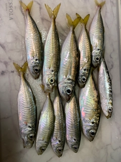 アオアジの釣果