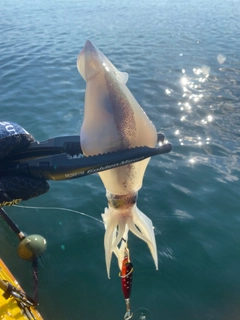 スルメイカの釣果