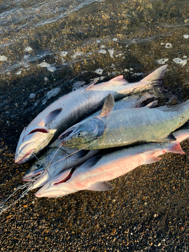 サケの釣果