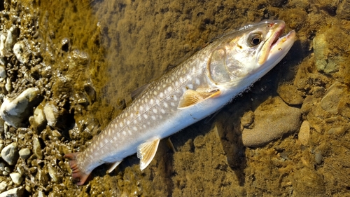 アメマスの釣果