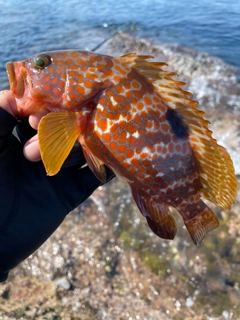 キジハタの釣果