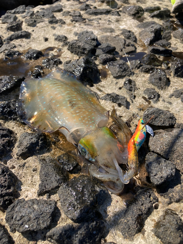 アオリイカの釣果