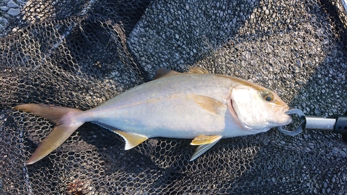 ネイリの釣果