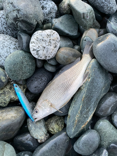 イシモチの釣果