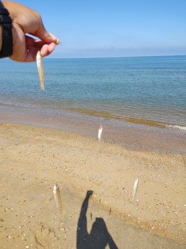 キスの釣果