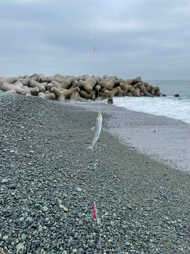 ウルメイワシの釣果