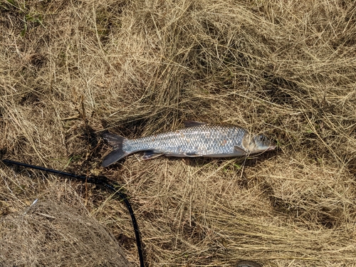 ニゴイの釣果