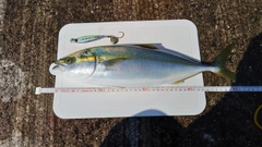 ハマチの釣果