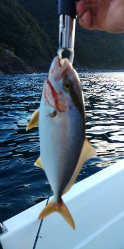 シオの釣果