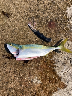 ハマチの釣果