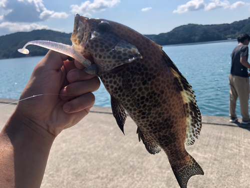 オオモンハタの釣果