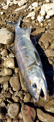 アキアジの釣果