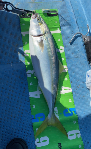 メジロの釣果