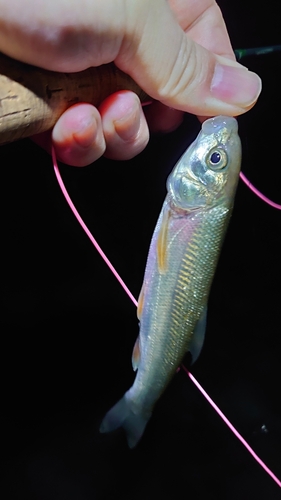 ウグイの釣果