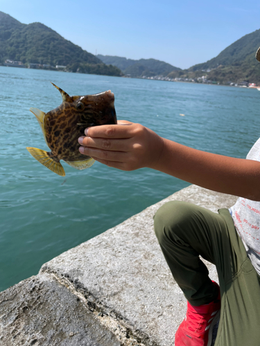 カワハギの釣果