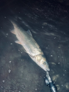 ウグイの釣果