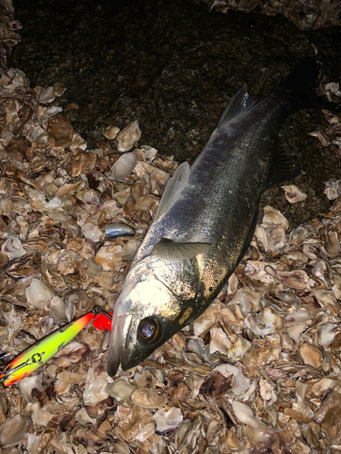 シーバスの釣果