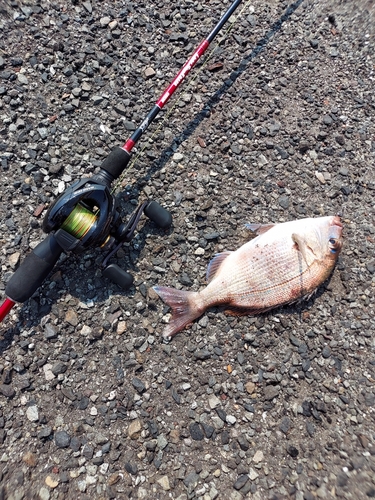 マダイの釣果