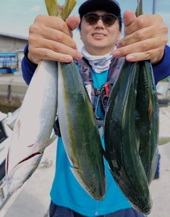 ハマチの釣果