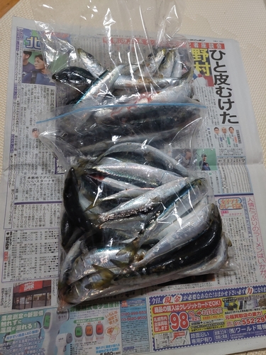 イワシの釣果