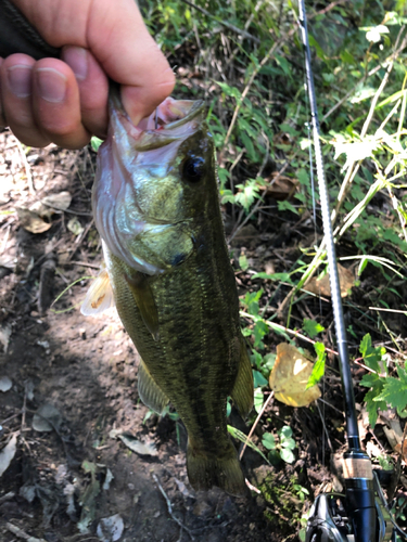 ラージマウスバスの釣果