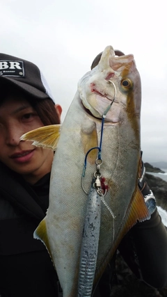 ショゴの釣果