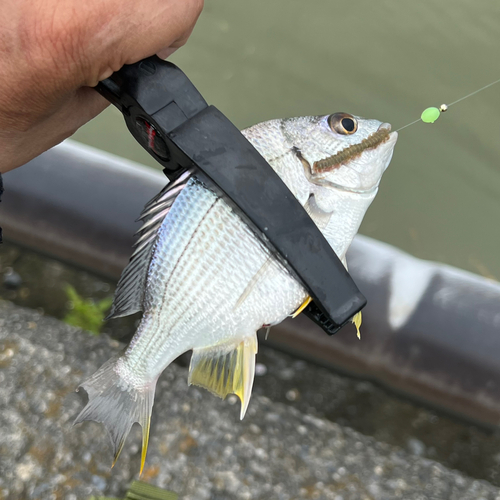 キビレの釣果