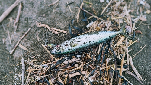 ショゴの釣果