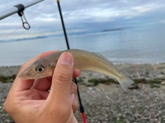 シロギスの釣果