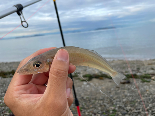 シロギスの釣果