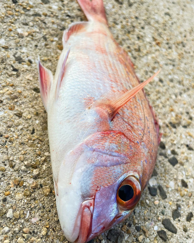 タイの釣果