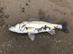 セイゴ（マルスズキ）の釣果