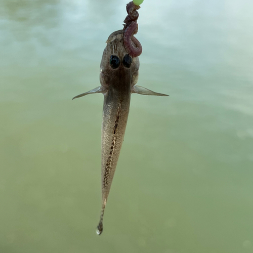 ハゼの釣果