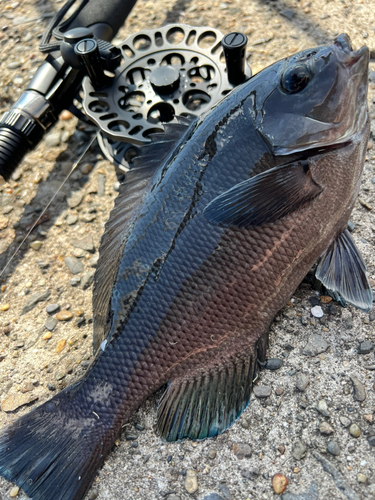 メジナの釣果