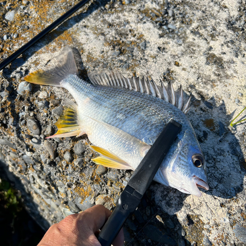 キビレの釣果