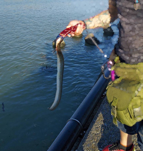 ウナギの釣果